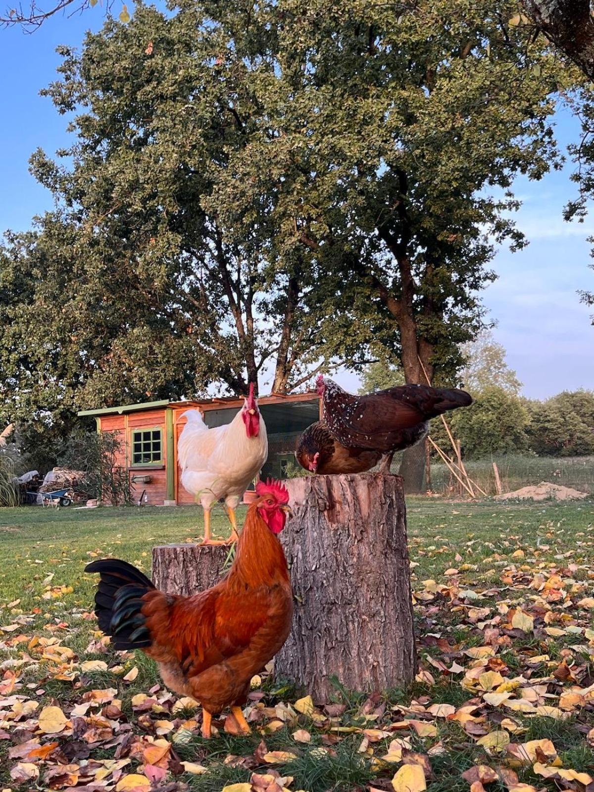 Camera Matrimoniale Il Picchio Verde Spianate Екстериор снимка
